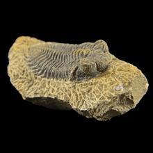 Fossile de trilobite Metacanthina